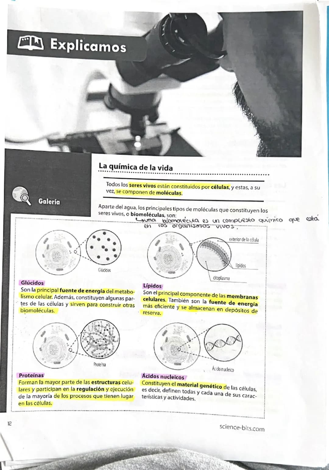 12
Explicamos
Galería
La química de la vida
Todos los seres vivos están constituidos por células, y estas, a su
vez, se componen de molécula