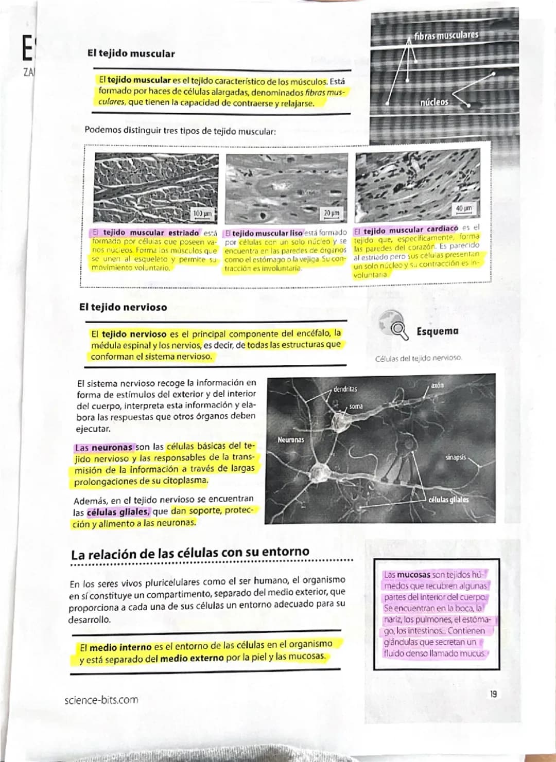 12
Explicamos
Galería
La química de la vida
Todos los seres vivos están constituidos por células, y estas, a su
vez, se componen de molécula