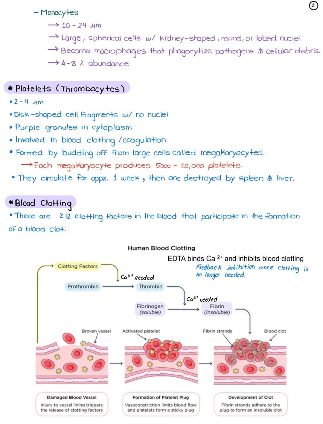# L14 - Intro to Blood Cells

March 13, 2022 ①

* White Blood Cells (Leukocytes)

• Produced in red bone marrow.

• On the basis of their st