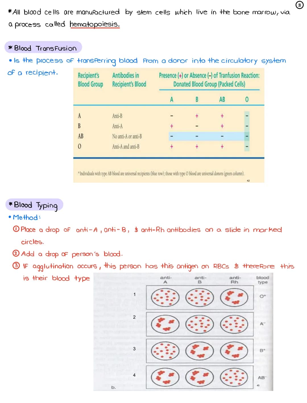 # L14 - Intro to Blood Cells

March 13, 2022 ①

* White Blood Cells (Leukocytes)

• Produced in red bone marrow.

• On the basis of their st