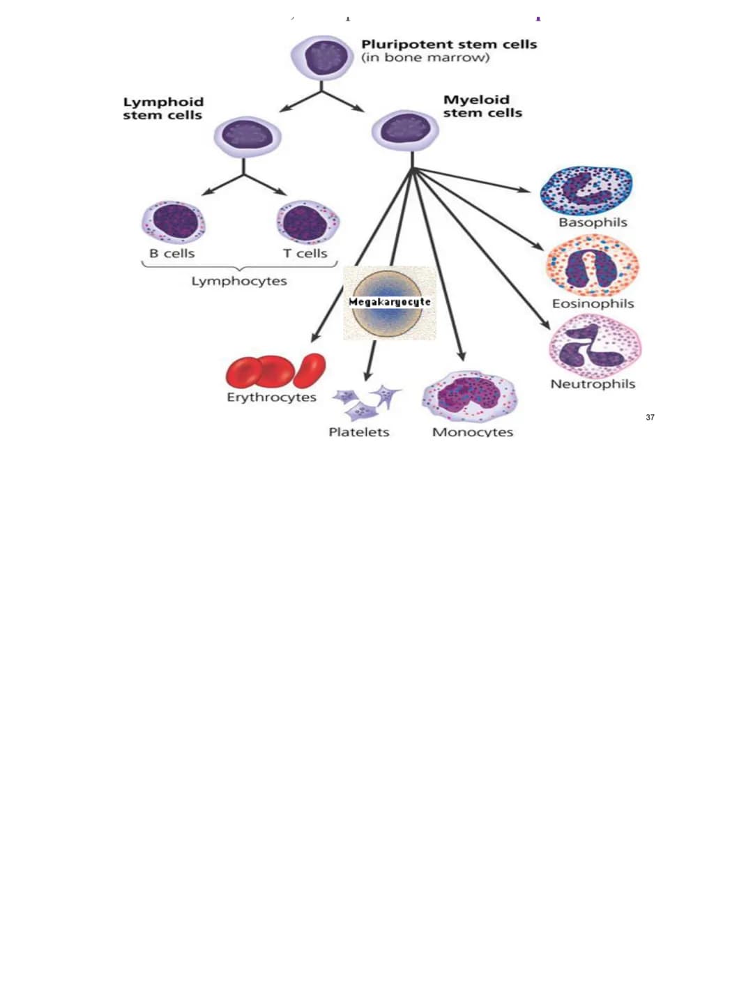 # L14 - Intro to Blood Cells

March 13, 2022 ①

* White Blood Cells (Leukocytes)

• Produced in red bone marrow.

• On the basis of their st