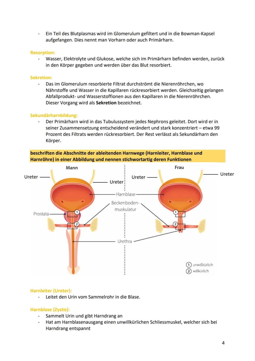 # Nieren/Harnproduktion und
Ausscheidung

beschreiben die Anatomie und Physiologie der Nieren

Nierenmark
viele kleine Kanälchen 99% des
fil