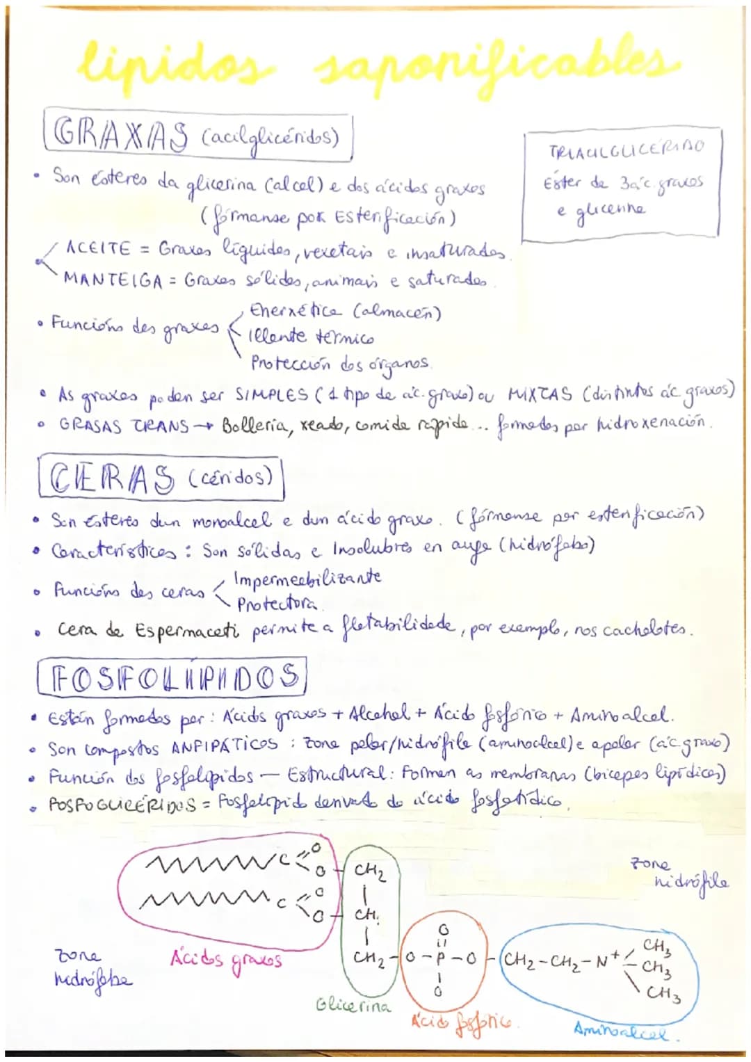 # Lipidos

(LIPIDOS) Biomolécule orgánice formade per C, H e O.

propiedades

→ Diversas estruturas e funcións.

→ Insolubres en auge e outr