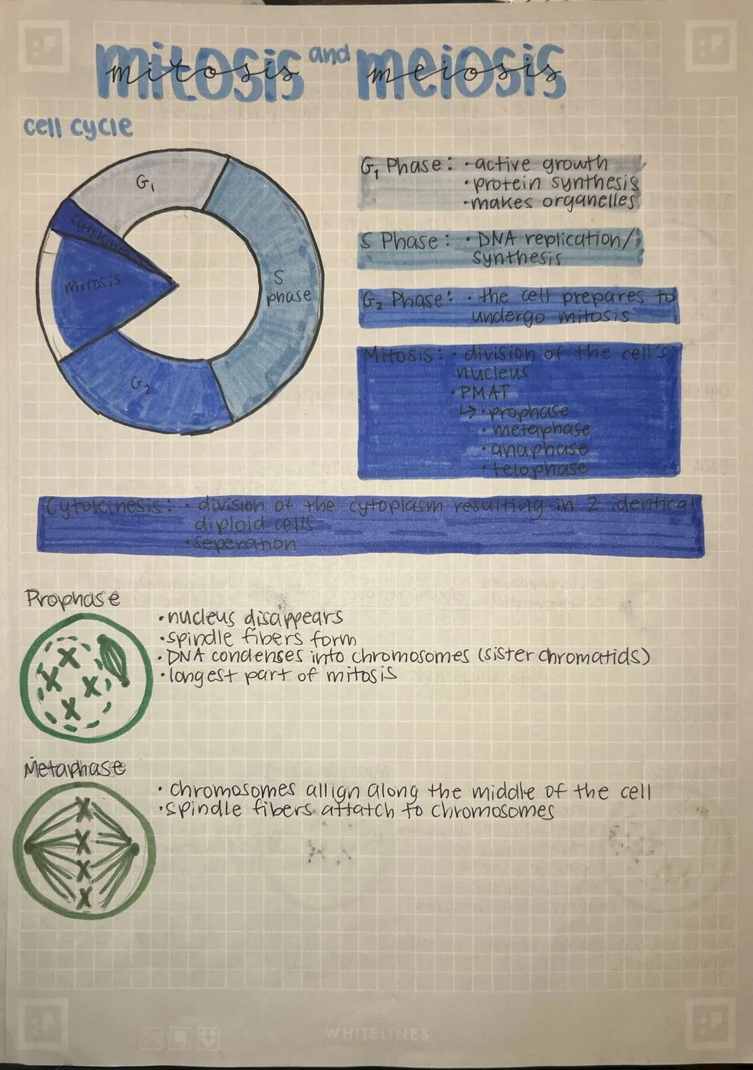 # mitosis and meiosis

cell cycle

G

Mitosis

S
phase

G, Phase active growth

•protein synthesis

-makes organelles

S Phase: DNA replicat