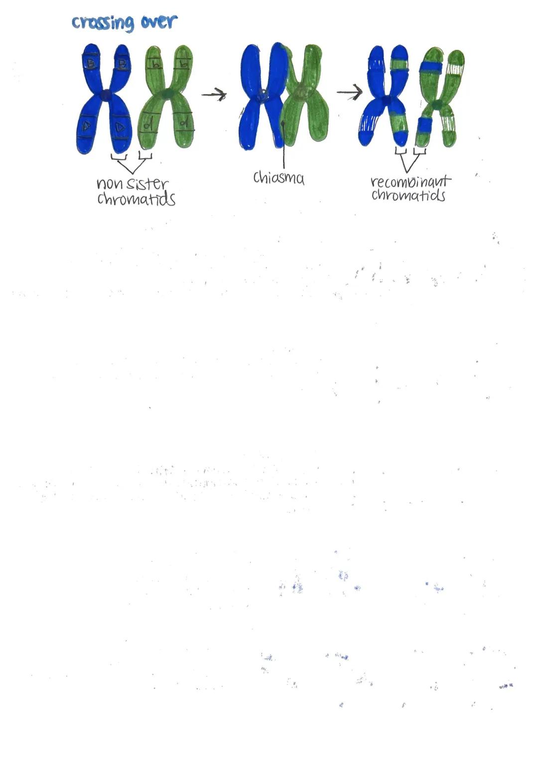 # mitosis and meiosis

cell cycle

G

Mitosis

S
phase

G, Phase active growth

•protein synthesis

-makes organelles

S Phase: DNA replicat