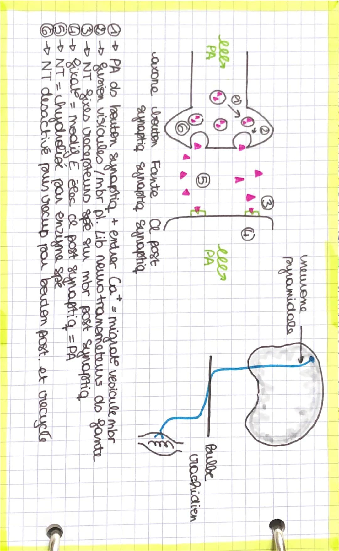 A
ZADP
Pi
2ATP
NOVAU
GLUCOSE
vessaux sanguin
Glycolyse
CH
glucose CoH,206
2 NAD
2 NADH, H
Equation Bilan..
C6H12O6 +6026002+640
↓
1 glucose
