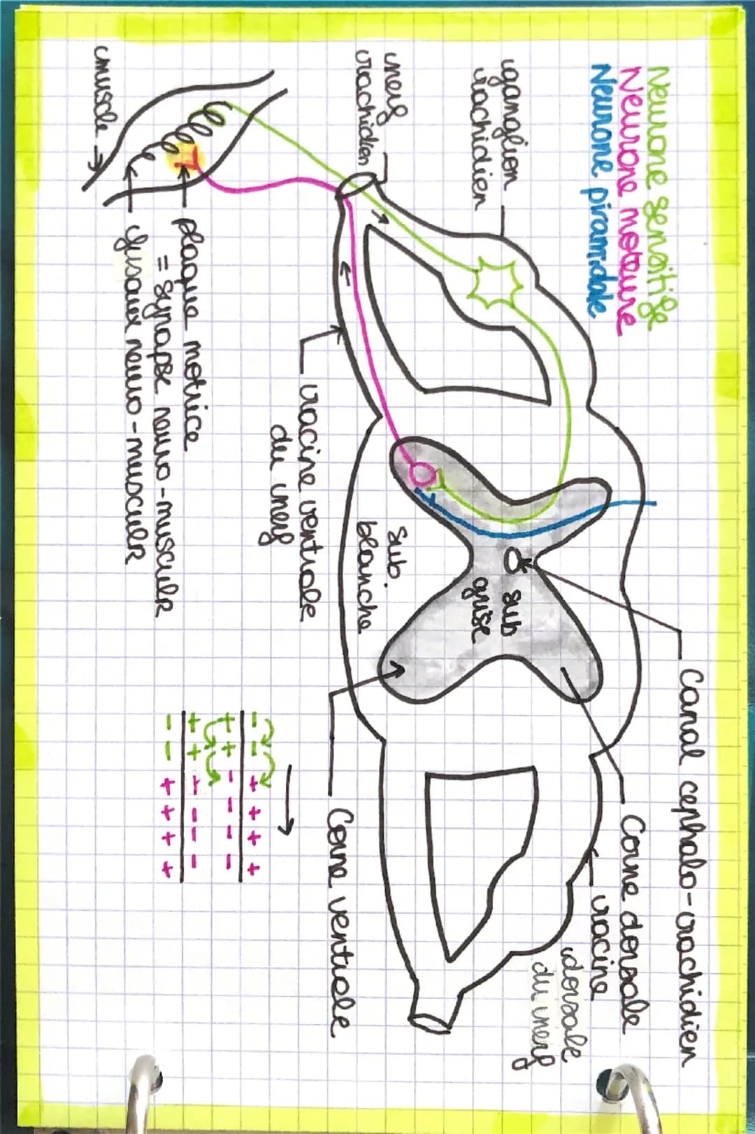 A
ZADP
Pi
2ATP
NOVAU
GLUCOSE
vessaux sanguin
Glycolyse
CH
glucose CoH,206
2 NAD
2 NADH, H
Equation Bilan..
C6H12O6 +6026002+640
↓
1 glucose
