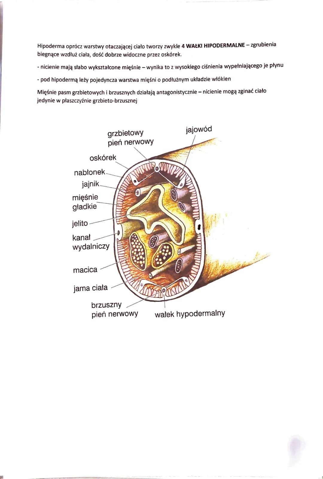 # NICIENIE - ZWIERZĘTA O OBŁYM, NIECZŁONOWANYM CIELE

- występują w różnorodnych środowiskach:

 - dna mórz

 - głębiny oceaniczne

 - wody 