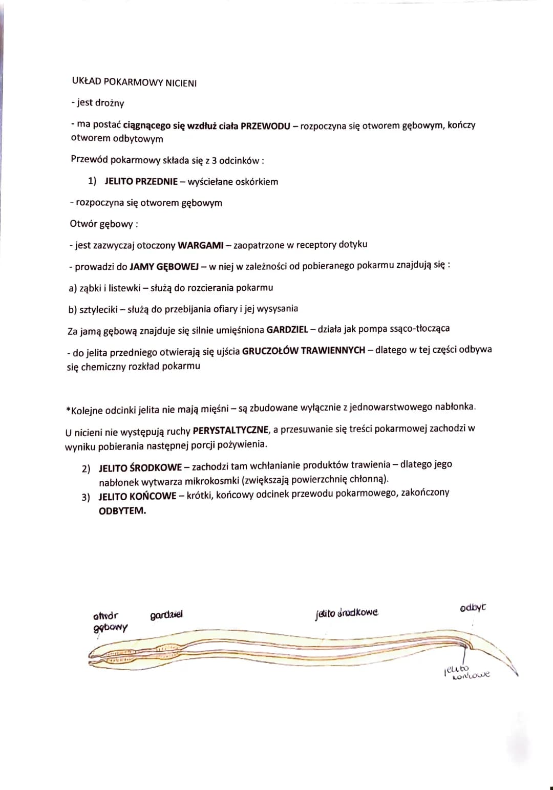 # NICIENIE - ZWIERZĘTA O OBŁYM, NIECZŁONOWANYM CIELE

- występują w różnorodnych środowiskach:

 - dna mórz

 - głębiny oceaniczne

 - wody 