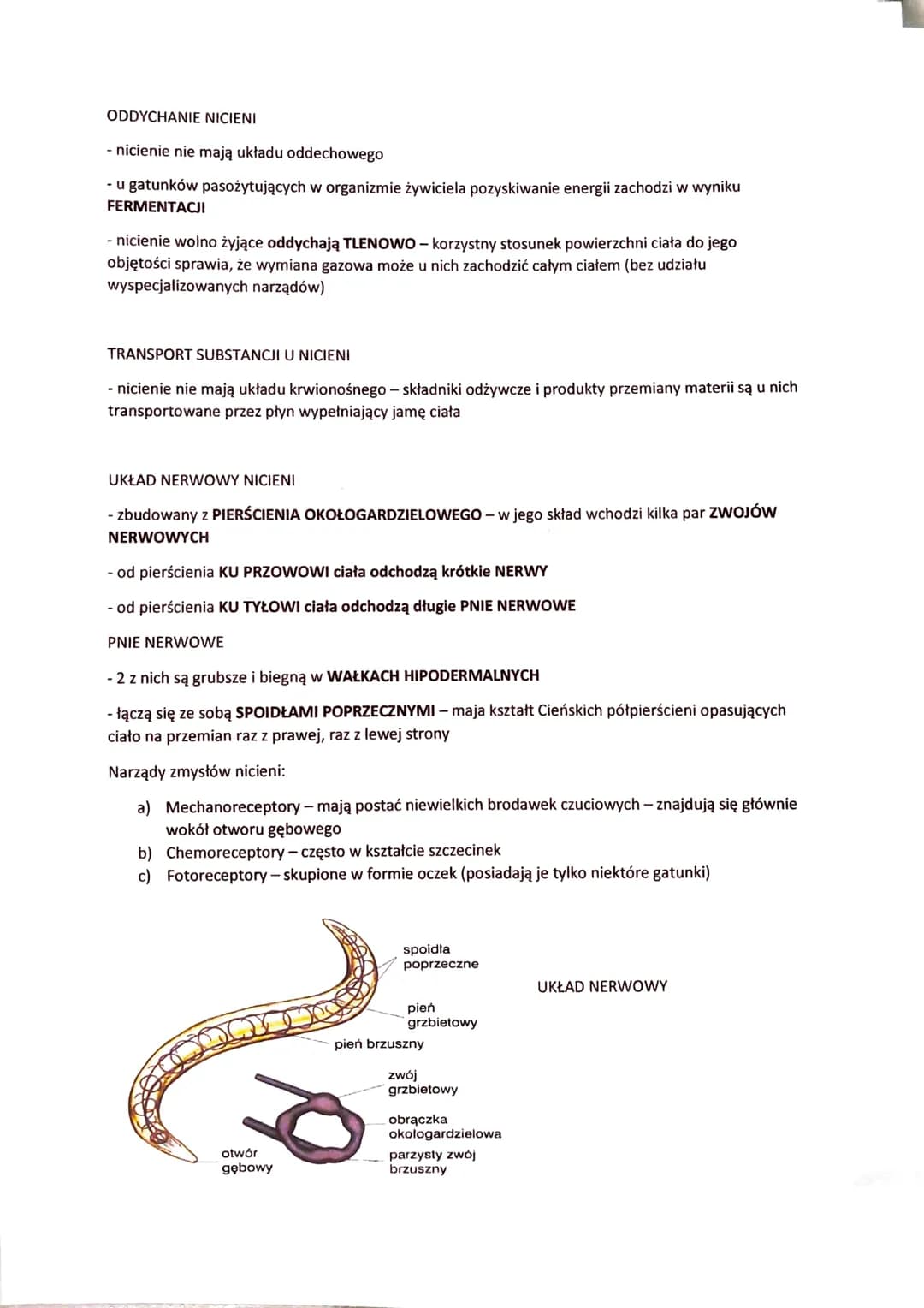 # NICIENIE - ZWIERZĘTA O OBŁYM, NIECZŁONOWANYM CIELE

- występują w różnorodnych środowiskach:

 - dna mórz

 - głębiny oceaniczne

 - wody 