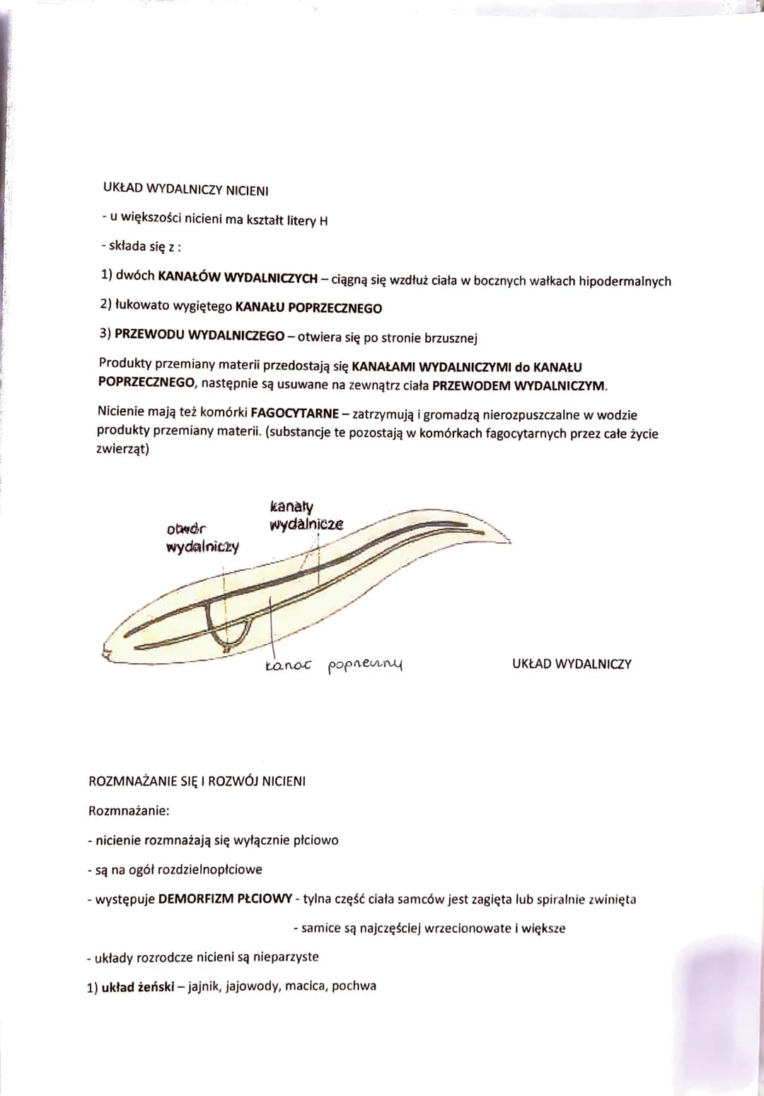 # NICIENIE - ZWIERZĘTA O OBŁYM, NIECZŁONOWANYM CIELE

- występują w różnorodnych środowiskach:

 - dna mórz

 - głębiny oceaniczne

 - wody 