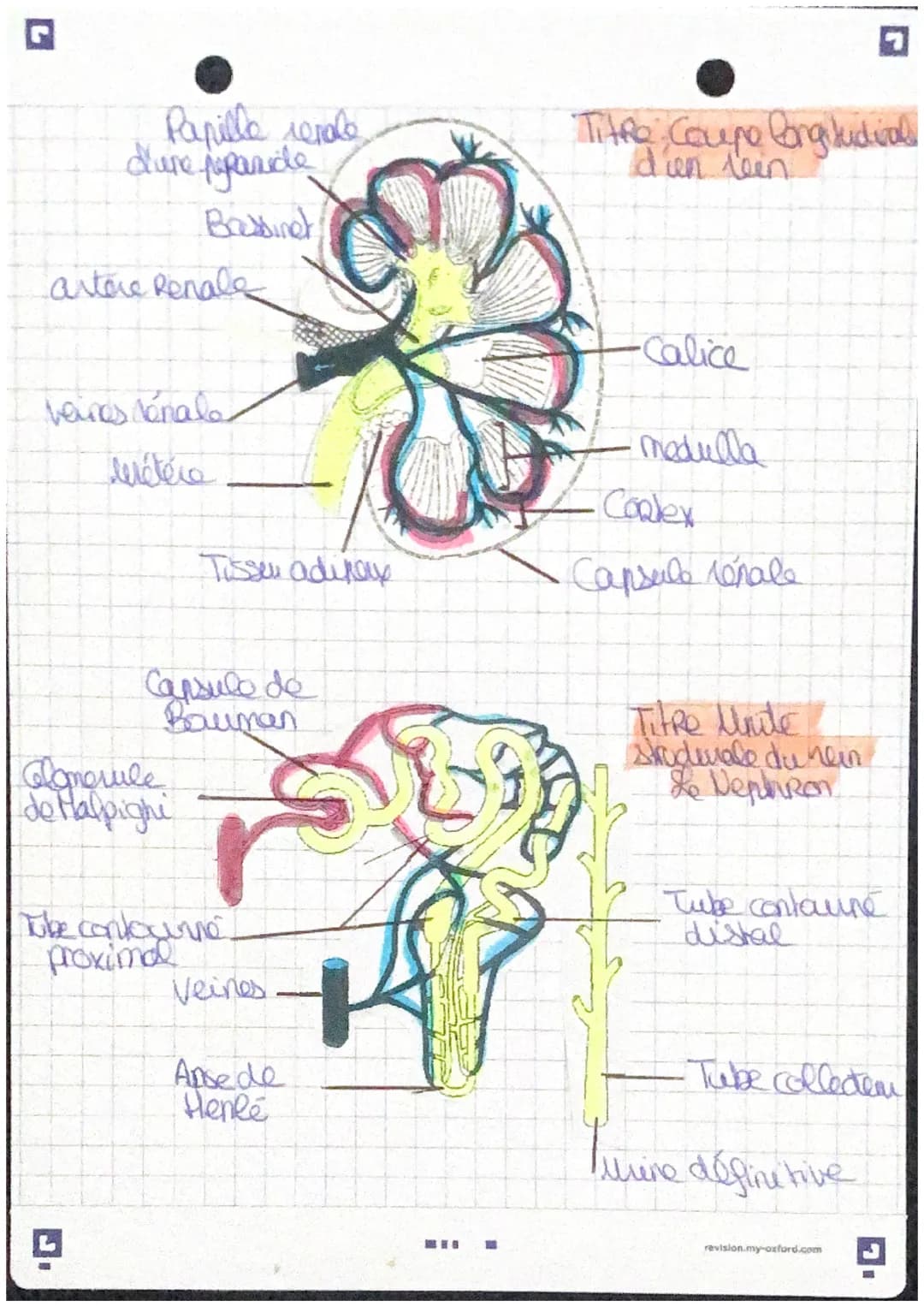 conlerle
13
L'appareil excreteun
Veera cave
infériene
artere
aorde
Bio
aorle
-Glandes surénales
Bassiner
Weinos rénales
Reins
(2) vetere
Ves