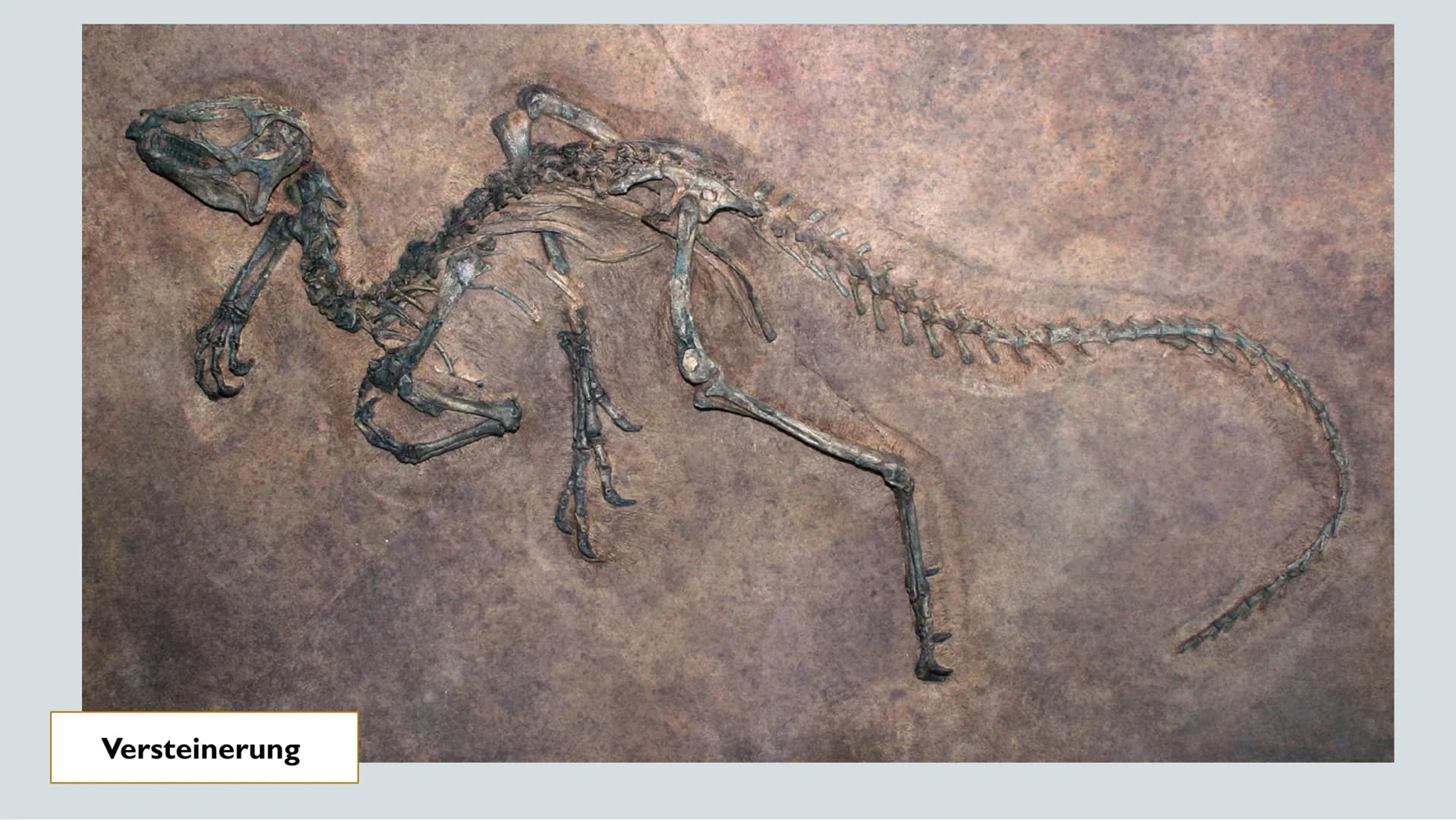# FOSSILIEN

20.01.22

Chantal Rehmet & Ylva Liese GLIEDERUNG

Was sind
Fossilien?

Charles Darwin

Evolutions-
theorie

Entstehung

Altersb