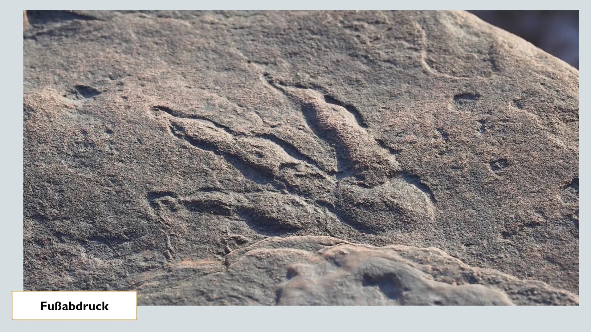 # FOSSILIEN

20.01.22

Chantal Rehmet & Ylva Liese GLIEDERUNG

Was sind
Fossilien?

Charles Darwin

Evolutions-
theorie

Entstehung

Altersb