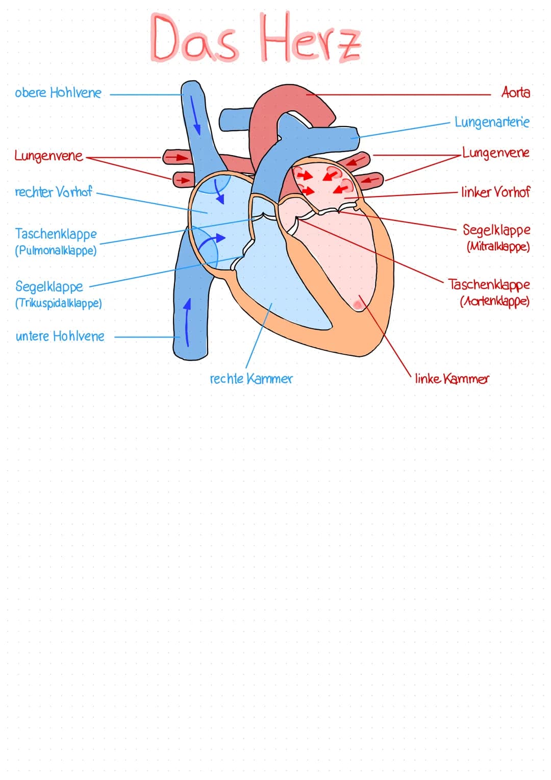 obere Hohlvene

Lungenvene

rechter Vorhof

Taschenklappe
(Pulmonalklappe)

Segelklappe
(Trikuspidalklappe)

untere Hohlvene

# Das Herz

Ao