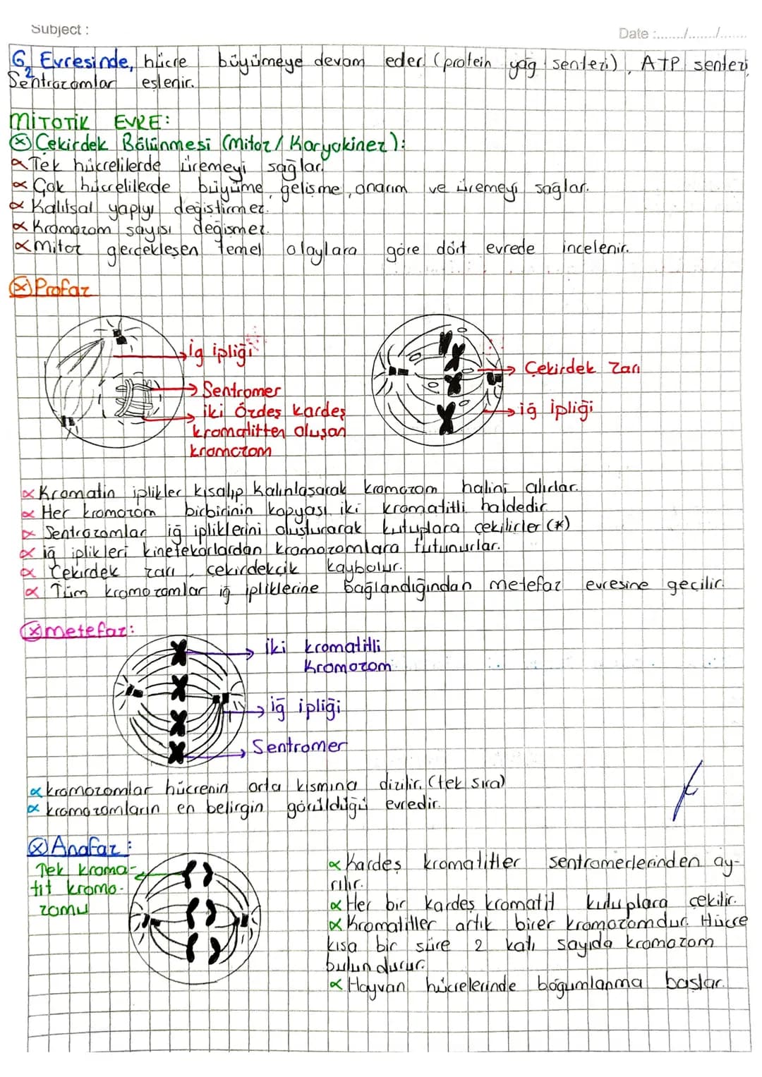 Subject:
Date :......./...........

# MITOZ BÖLÜNME

* Canlılığın devamı hücre bölünmesine bağlıdır.
* Belirli gelisim evrelerinden geçerek 