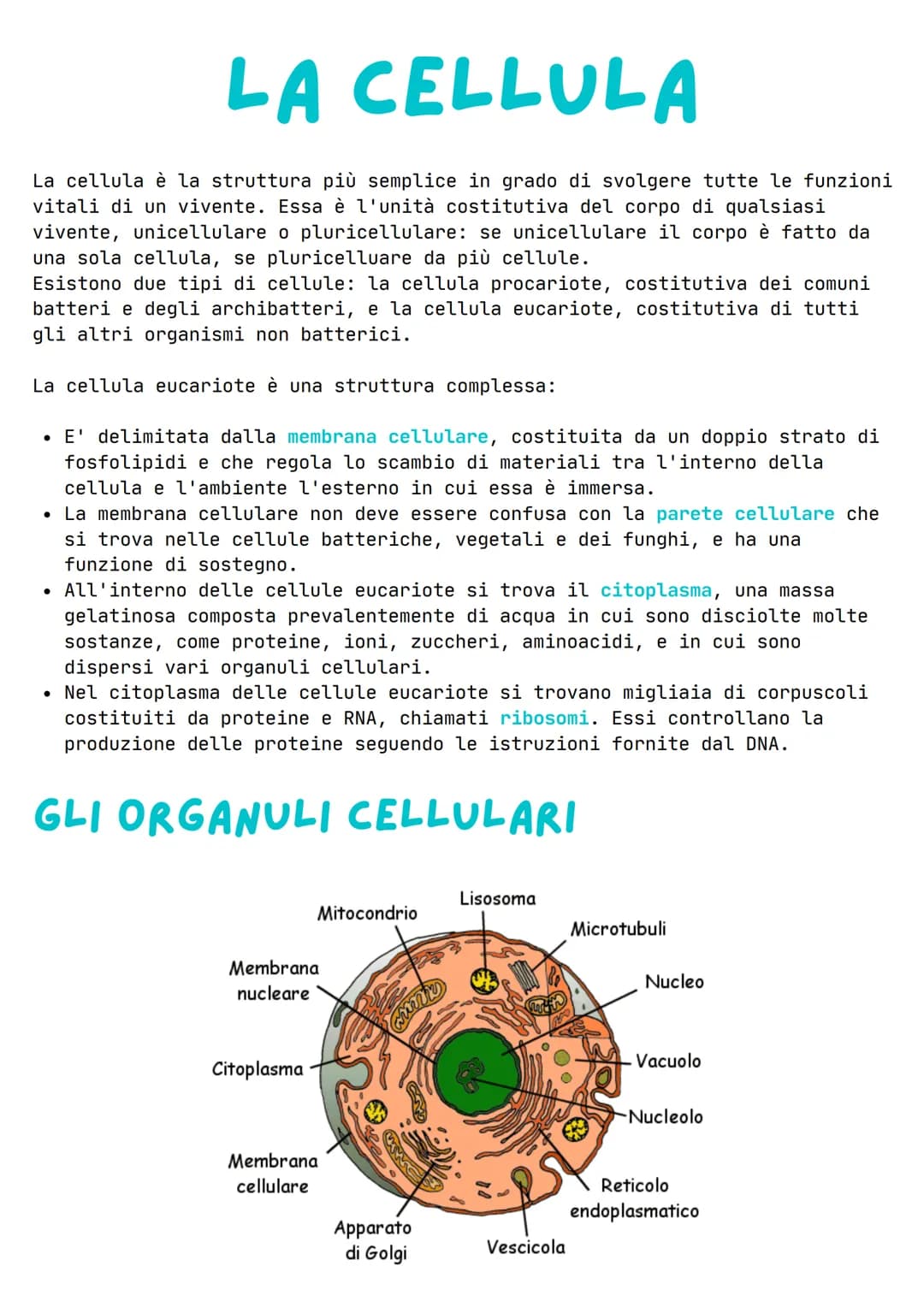 # LA CELLULA

La cellula è la struttura più semplice in grado di svolgere tutte le funzioni
vitali di un vivente. Essa è l'unità costitutiva