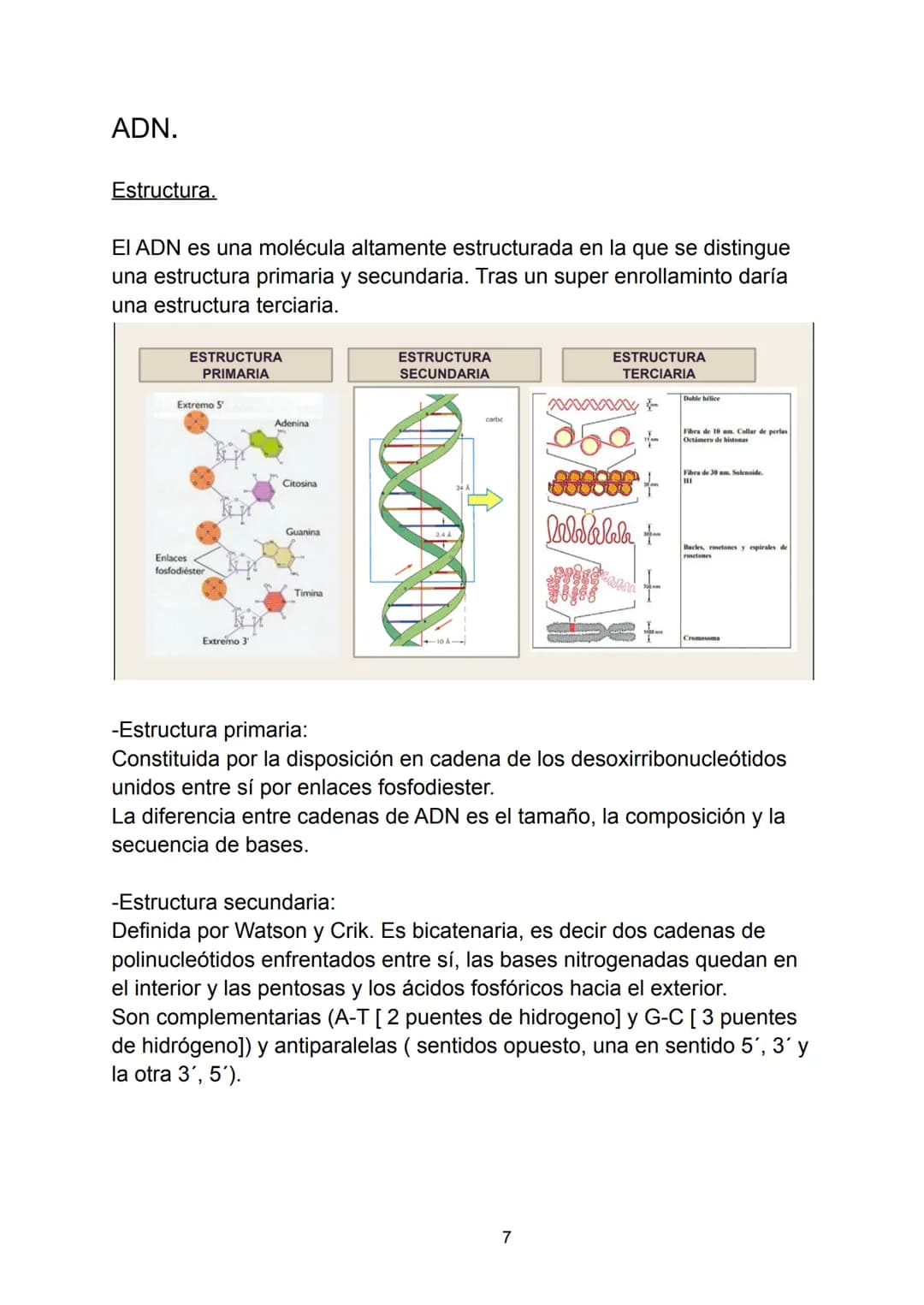 # Ácidos nucleicos.

Indice.

-Ácidos nucleicos.

*   Concepto.

-Nucleótidos.

*   Formación del nucleósido.
*   Formación del nucleótido.
