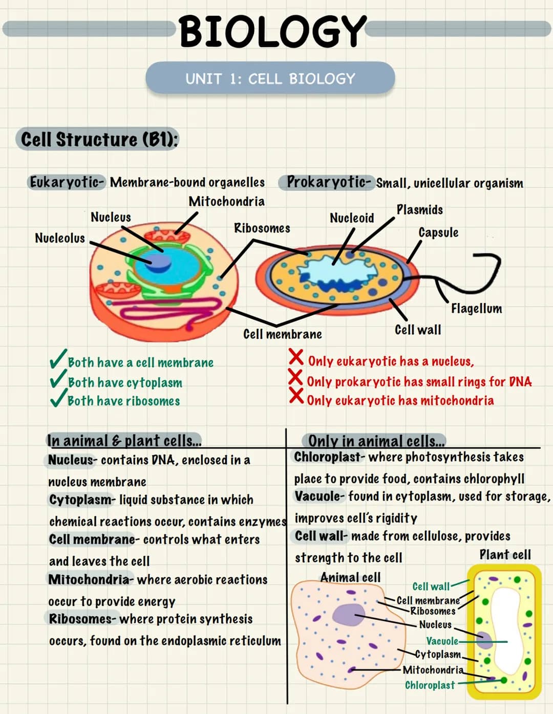 # BIOLOGY
UNIT 1: CELL BIOLOGY

Cell Structure (B1):
Eukaryotic- Membrane-bound organelles Prokaryotic- Small, unicellular organism
Nucleus
