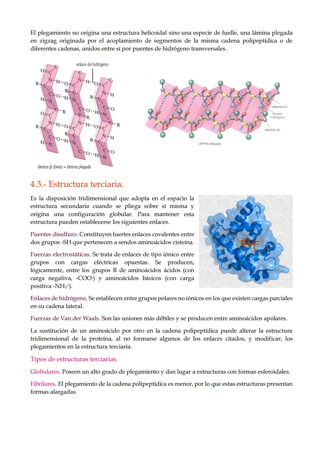 TEMA 9. Proteínas.

1.- Características generales de las proteínas.

2.- Los aminoácidos.

3.- El enlace peptídico.

4.- Estructura de las p