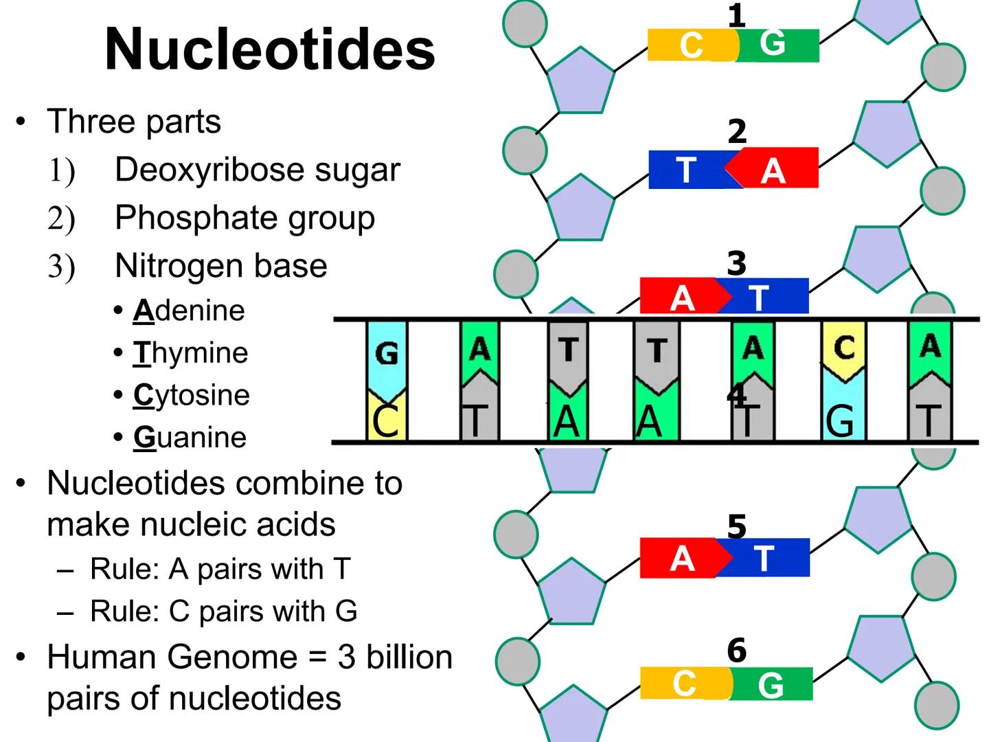 001000110000001000000009AC0001100000010
110000000000000101000
0001110
0011111100101GGCTG
0000000000000
01
0
10001
110000001000
0
10011111100