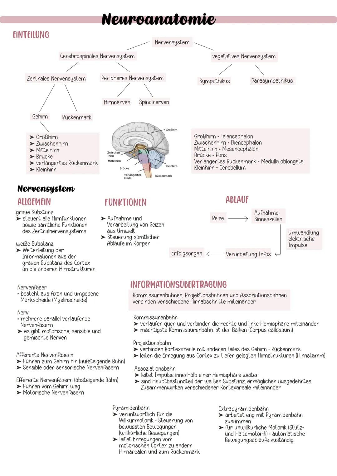 # Neuroanatomie

EINTEILUNG

Nervensystem

Cerebrospinales Nervensystem

vegetatives Nervensystem

Zentrales Nervensystem Peripheres Nervens
