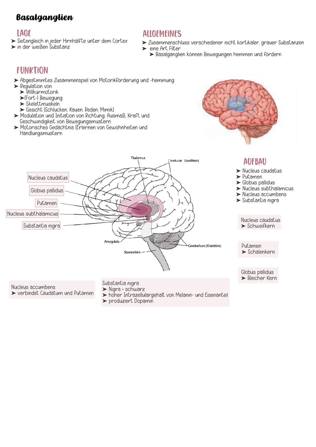 # Neuroanatomie

EINTEILUNG

Nervensystem

Cerebrospinales Nervensystem

vegetatives Nervensystem

Zentrales Nervensystem Peripheres Nervens