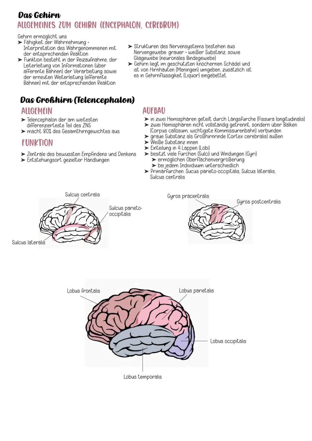 # Neuroanatomie

EINTEILUNG

Nervensystem

Cerebrospinales Nervensystem

vegetatives Nervensystem

Zentrales Nervensystem Peripheres Nervens