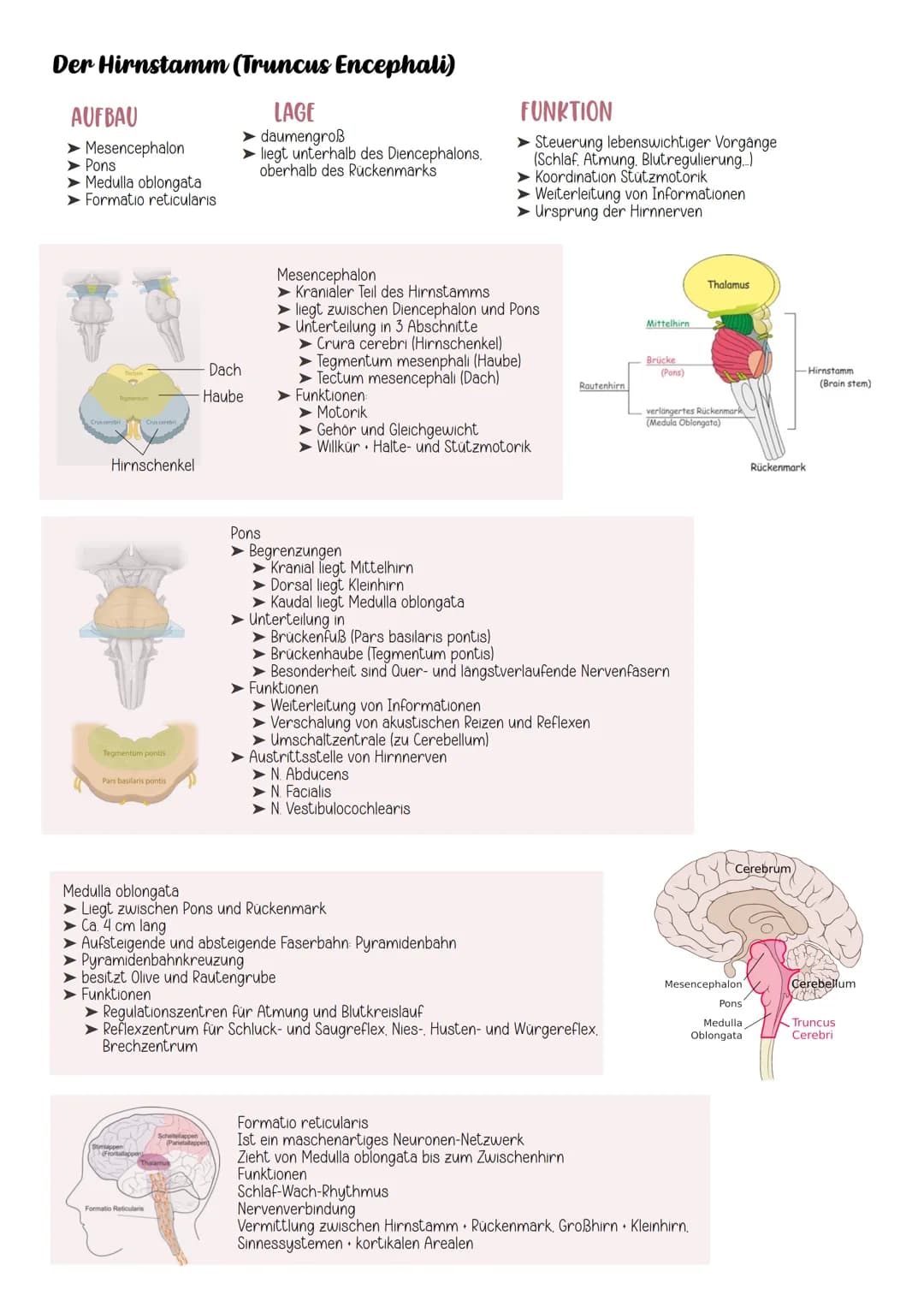 # Neuroanatomie

EINTEILUNG

Nervensystem

Cerebrospinales Nervensystem

vegetatives Nervensystem

Zentrales Nervensystem Peripheres Nervens