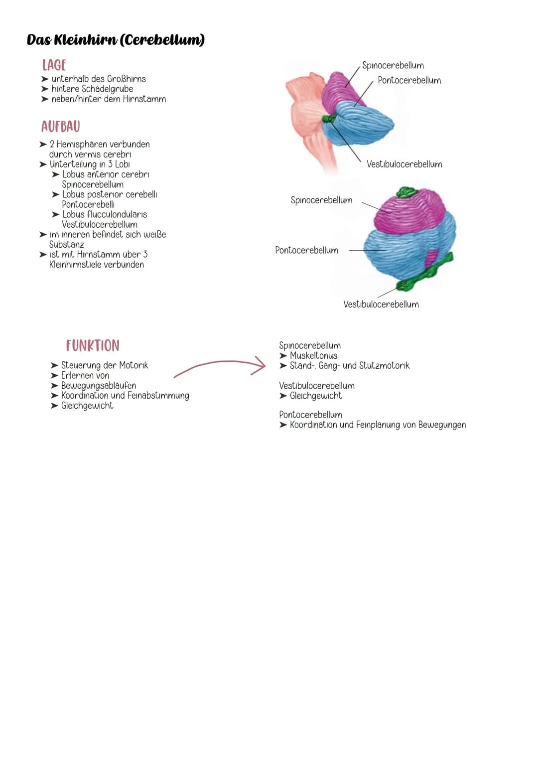 # Neuroanatomie

EINTEILUNG

Nervensystem

Cerebrospinales Nervensystem

vegetatives Nervensystem

Zentrales Nervensystem Peripheres Nervens