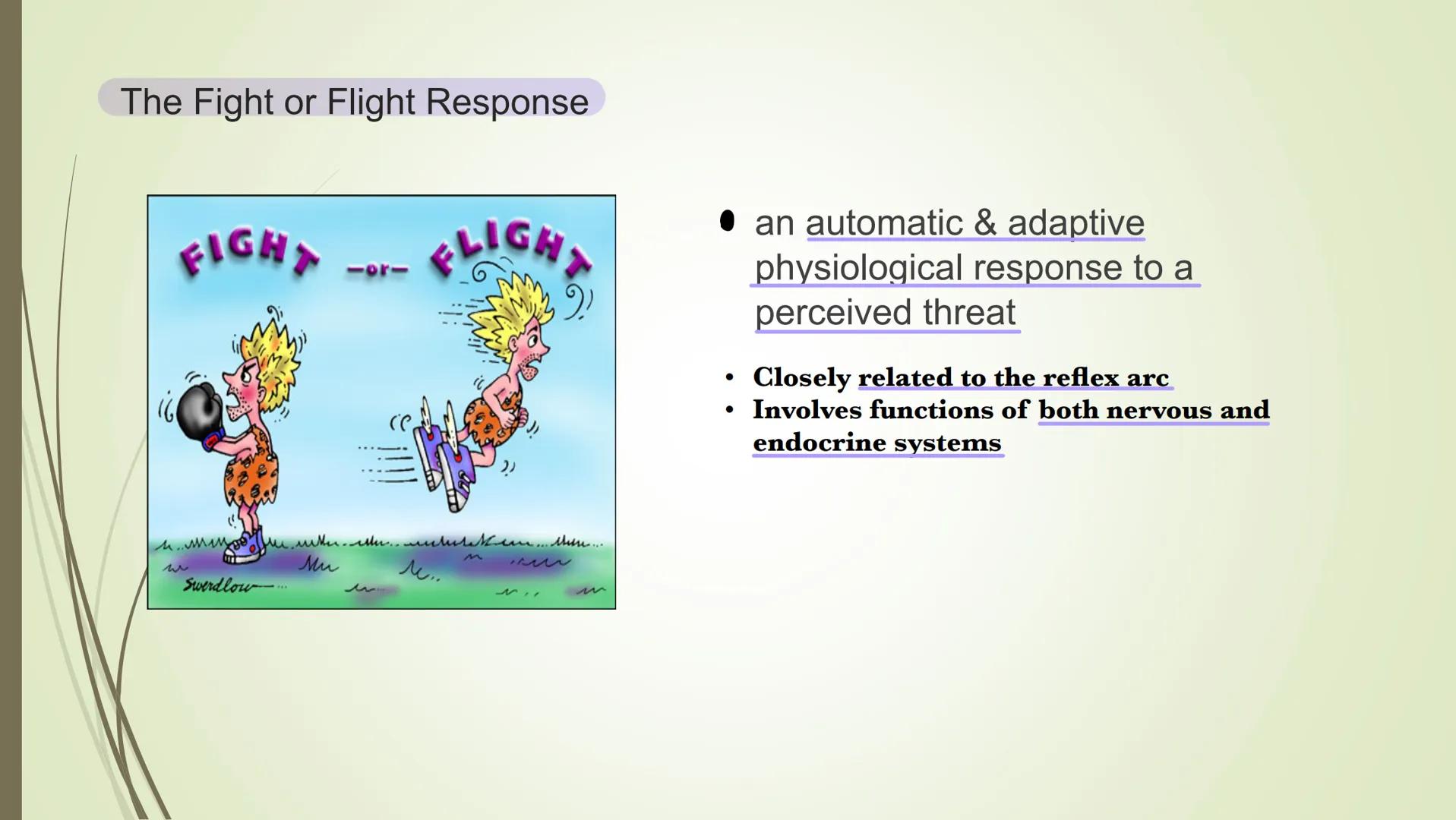 Nervous system

Central
nervous system
(CNS)

Peripheral
nervous system
Carries messages to
and from the CNS

Brain

Spinal cord
Connects br