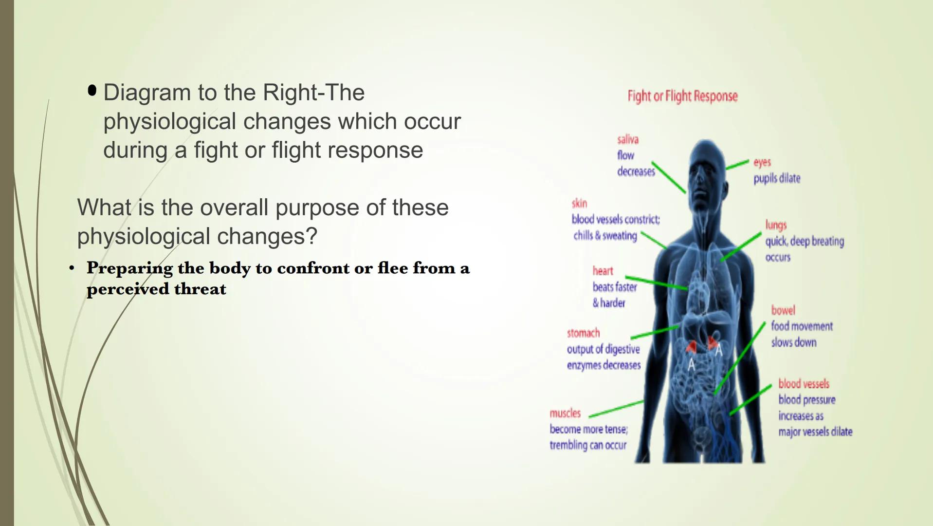 Nervous system

Central
nervous system
(CNS)

Peripheral
nervous system
Carries messages to
and from the CNS

Brain

Spinal cord
Connects br