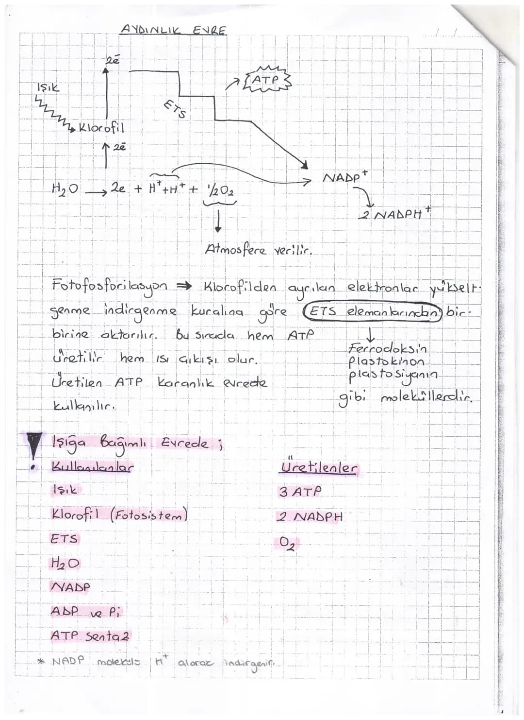 AYDINLIK EVRE

20
Işık
ATP
www Klorofil
20
ETS
H₂O 2e + H+H+ + 1/2O2
→ NADP+
2 ΝΑΔΡΗ
Atmosfere verilir.

Fotofosforilasyon Klorofilden ayrıl