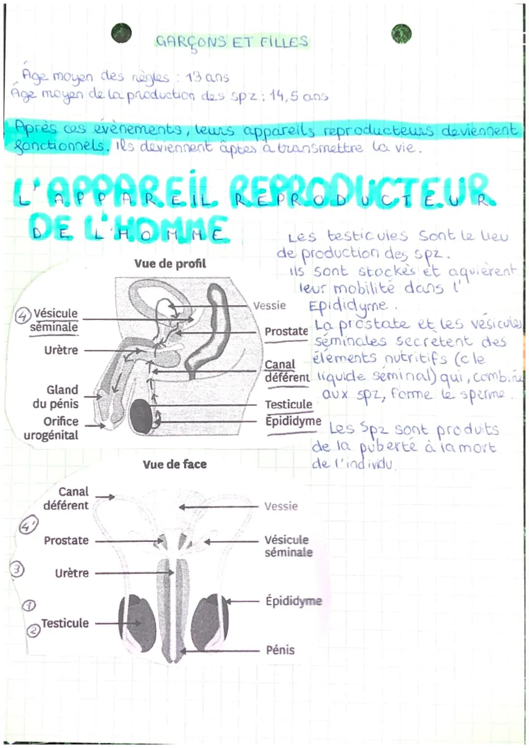 LA
REPROD
U
DST
CTION
I. De la naissance alla puberté : le passage de l'enfance à
L'âge aduite
En quoi un garçon et une fille sont-ils diffe