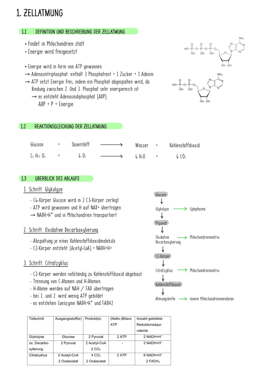 # 1. ZELLATMUNG

1.1 DEFINITION UND BESCHREIBUNG DER ZELLATMUNG

*   findet in Mitochondrien statt
*   Energie wird freigesetzt

*   Energie