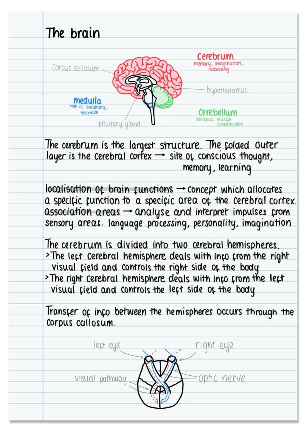# The nervous system and neural pathways

nervous system

CNS
PNS

control
under involuntary
under voluntary
brain spinal cord
ANS
SNS contr