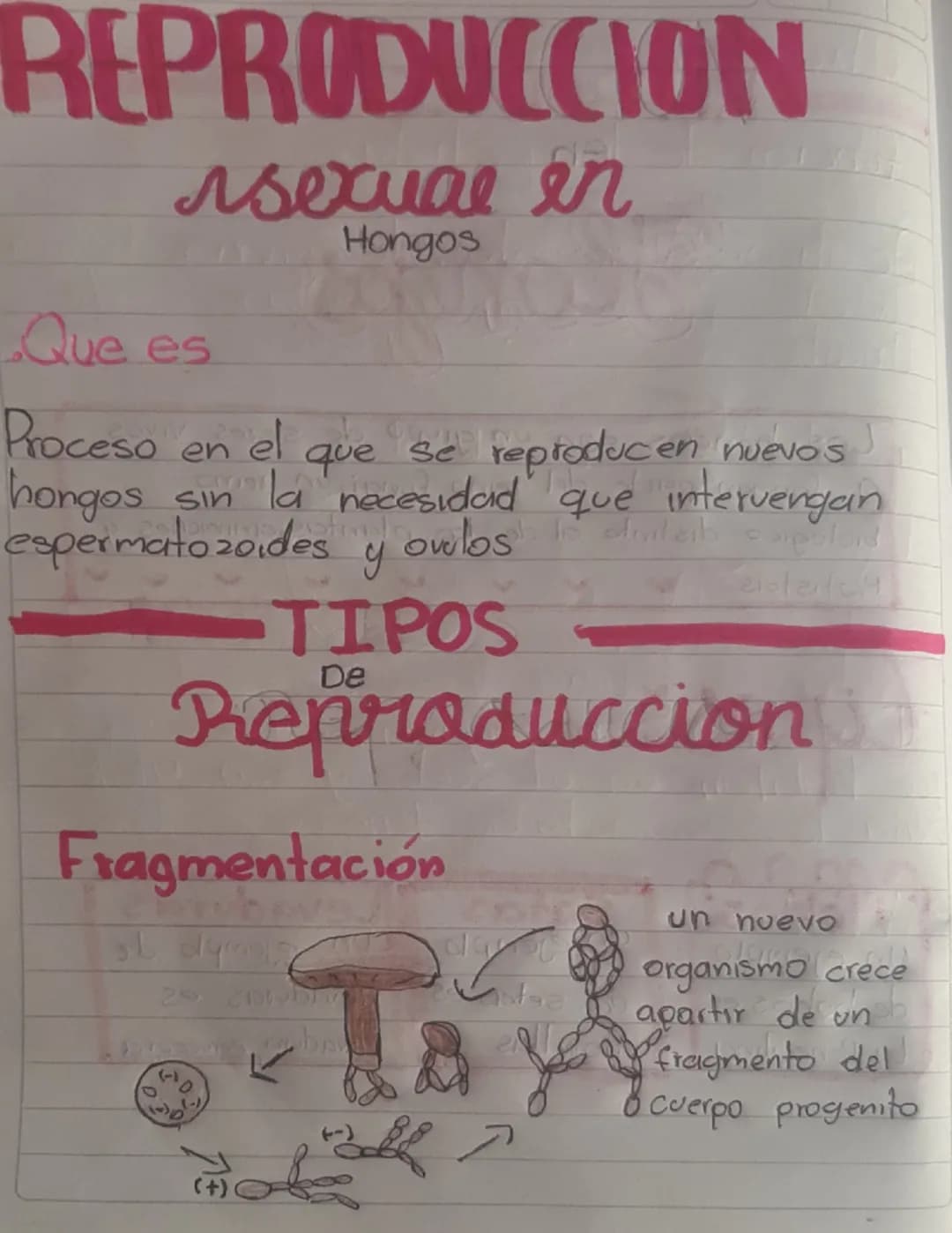 REPRODUCCIÓN
en
Hongos
Los hongos son un grupo de seres vivos
A forman parte del reino fungi, un reino
biologico distinto al de las plantas,