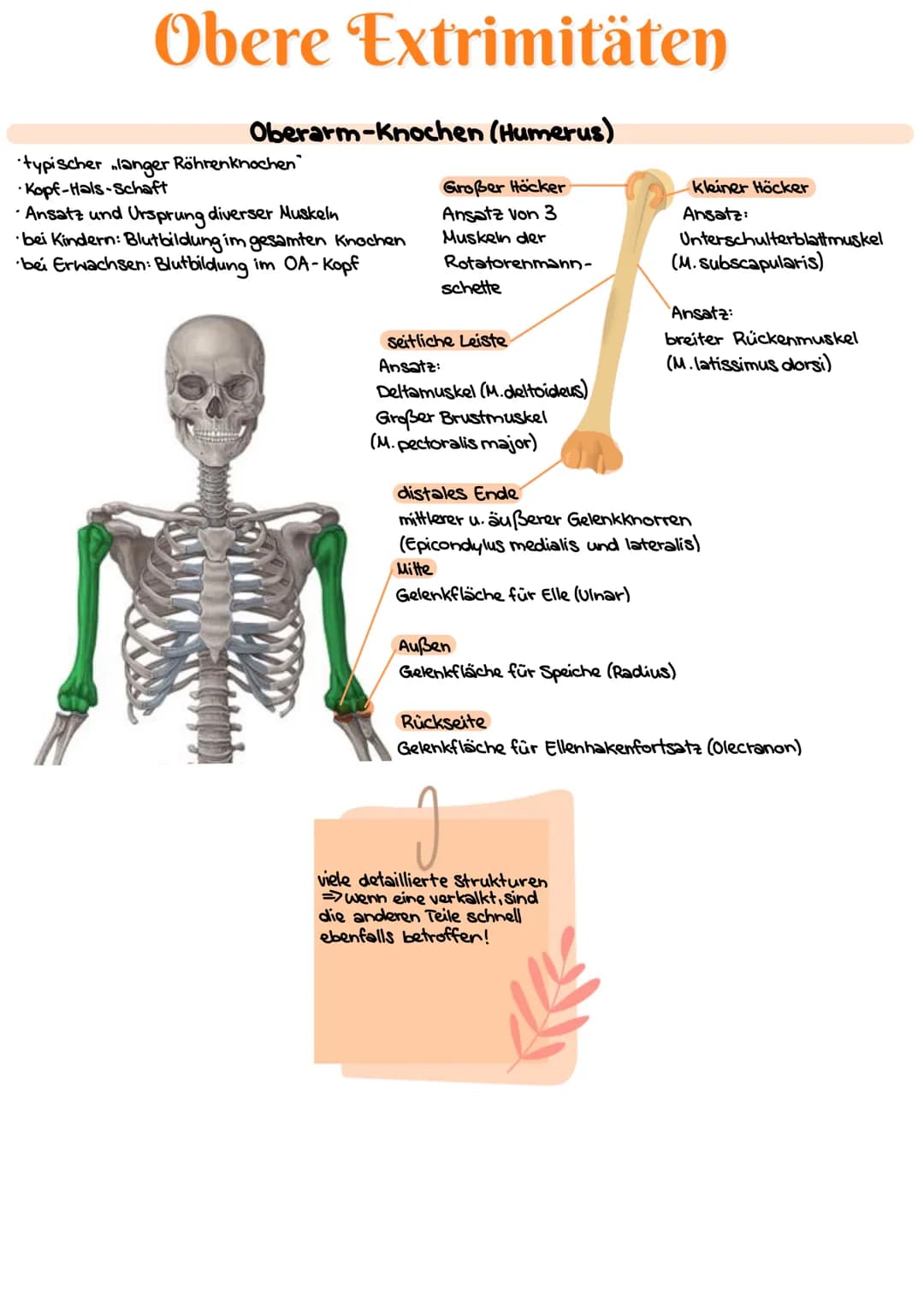 # Obere Extrimitäten

## Oberarm-Knochen (Humerus)

* typischer langer Röhrenknochen"
* Kopf-Hals-Schaft
* Ansatz und Ursprung diverser Musk