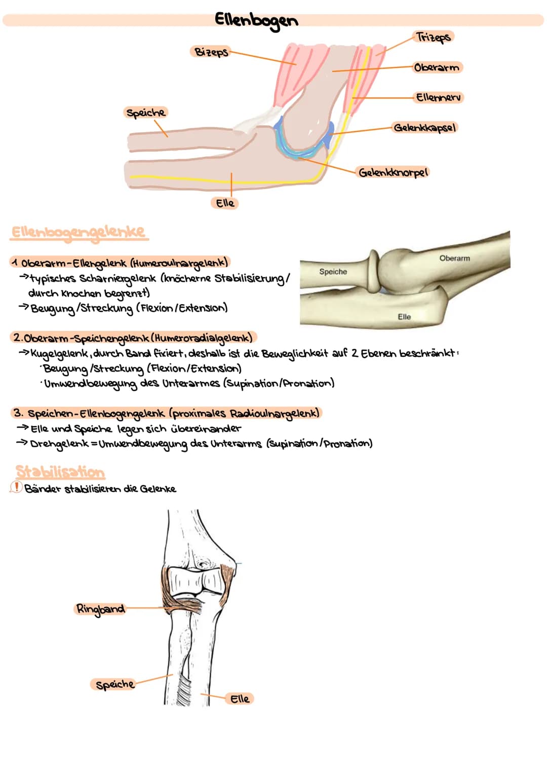 # Obere Extrimitäten

## Oberarm-Knochen (Humerus)

* typischer langer Röhrenknochen"
* Kopf-Hals-Schaft
* Ansatz und Ursprung diverser Musk