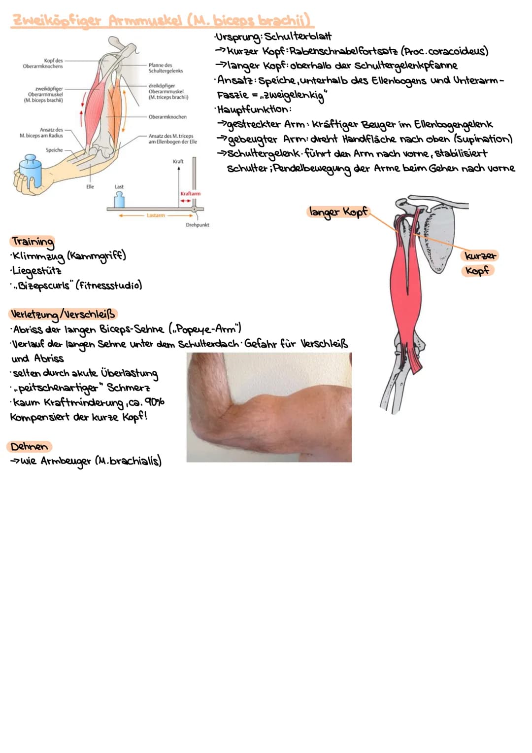 # Obere Extrimitäten

## Oberarm-Knochen (Humerus)

* typischer langer Röhrenknochen"
* Kopf-Hals-Schaft
* Ansatz und Ursprung diverser Musk