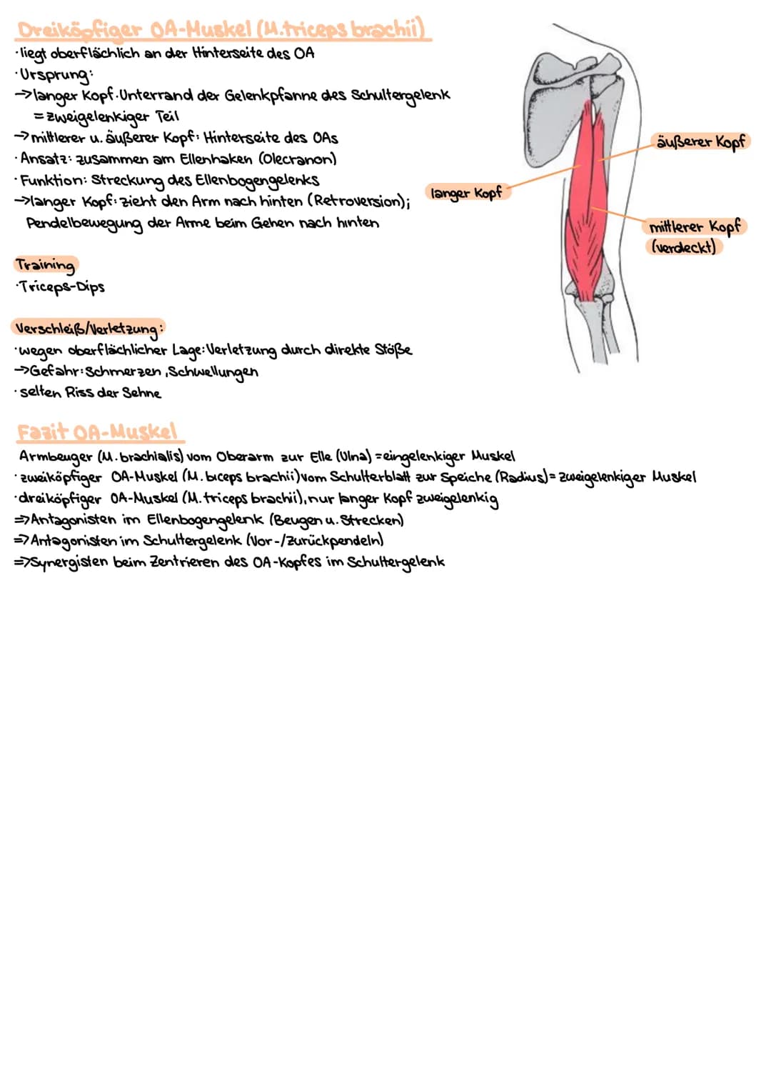 # Obere Extrimitäten

## Oberarm-Knochen (Humerus)

* typischer langer Röhrenknochen"
* Kopf-Hals-Schaft
* Ansatz und Ursprung diverser Musk