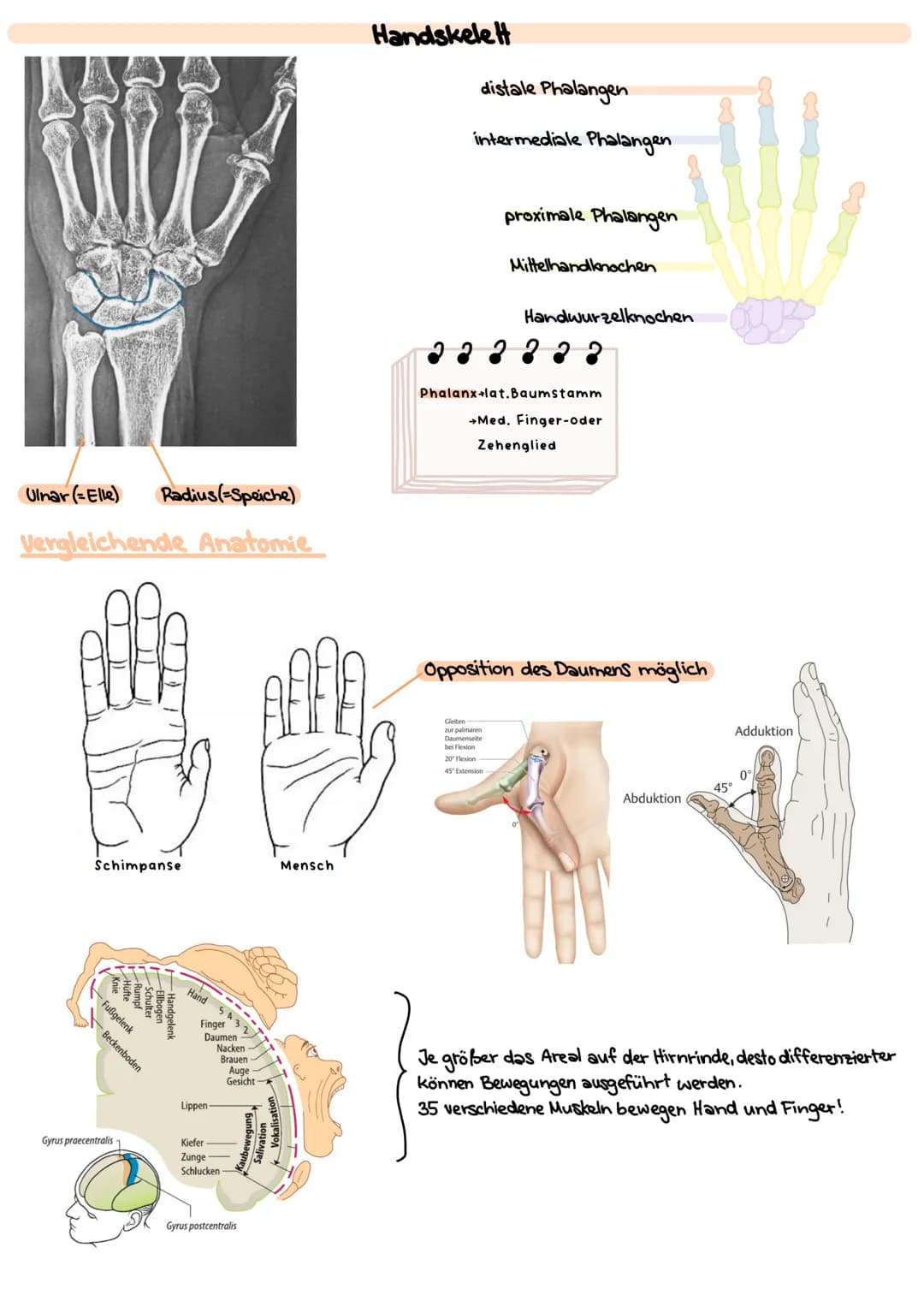 # Obere Extrimitäten

## Oberarm-Knochen (Humerus)

* typischer langer Röhrenknochen"
* Kopf-Hals-Schaft
* Ansatz und Ursprung diverser Musk