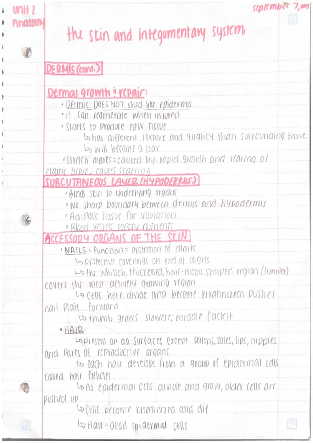 unit 2
Anatomy
september 5
2023
the skin + integumentary system

The skin
• organs are body structures composed of 2. different
tissues
• th