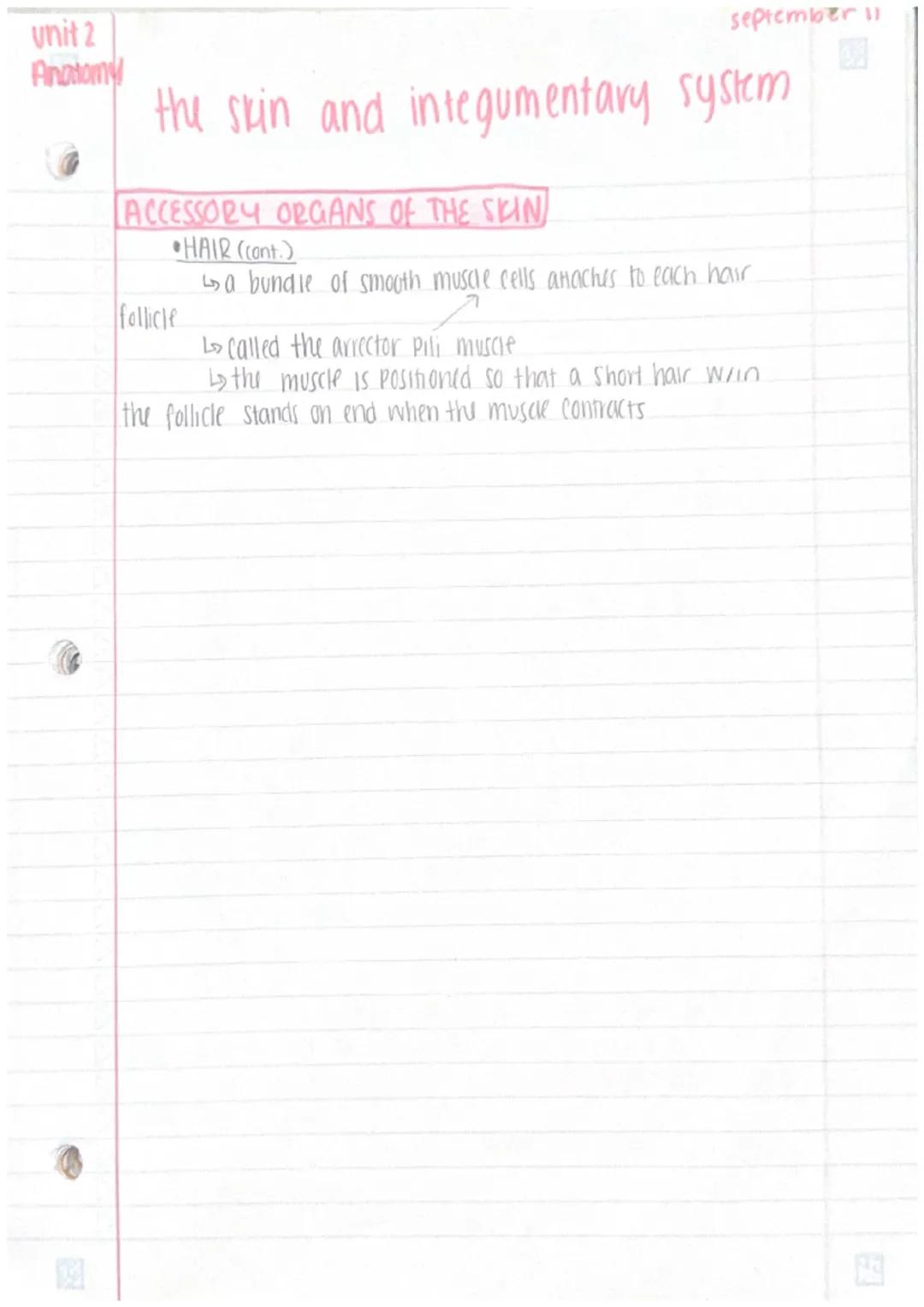 unit 2
Anatomy
september 5
2023
the skin + integumentary system

The skin
• organs are body structures composed of 2. different
tissues
• th