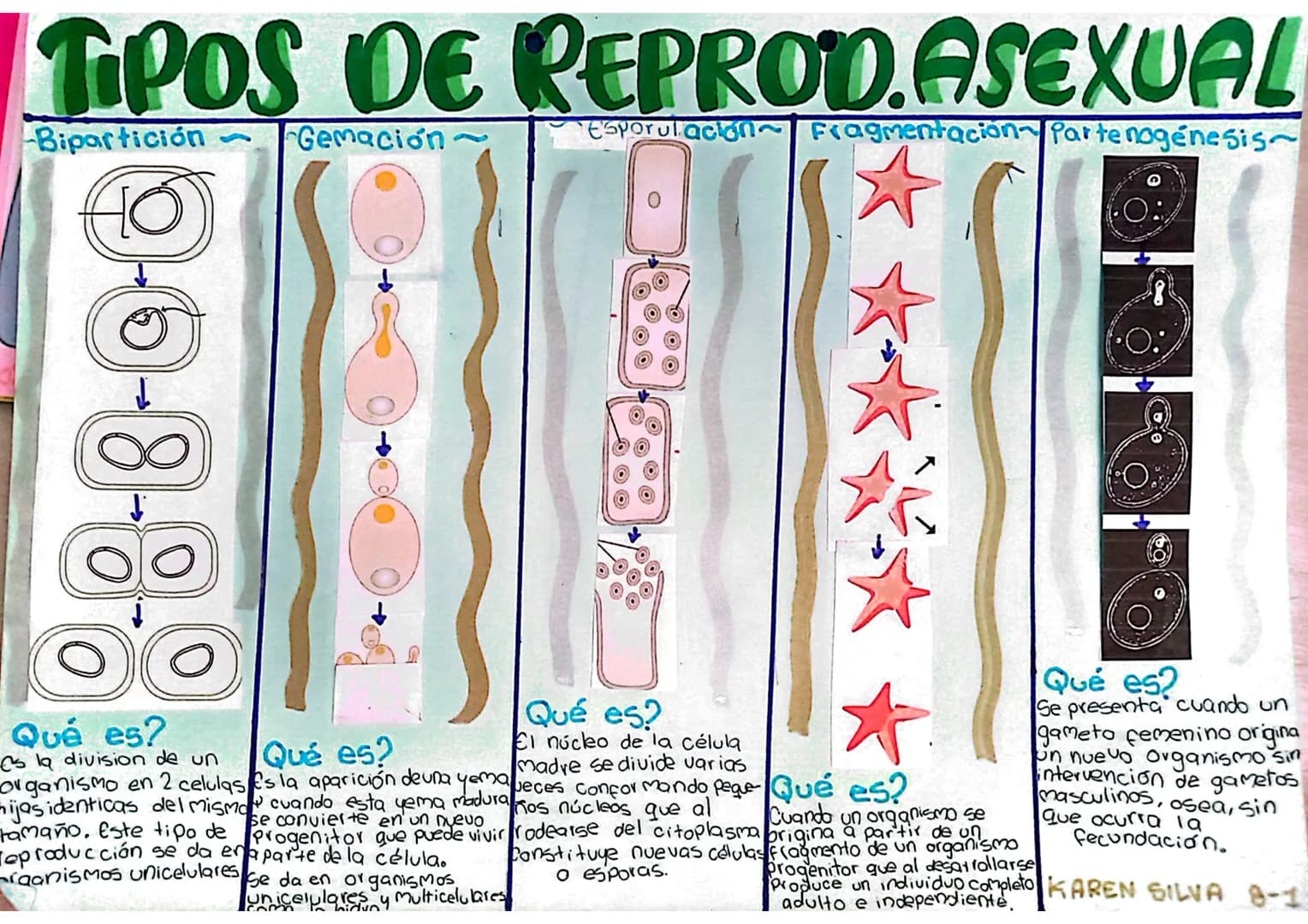# TIPOS DE REPROD.ASEXUAL

Bipartición

Gemación~

Esporulación Fragmentación Parte nogénesis~

9-0-8-8-8

↓

Qué es?
es la division de un

