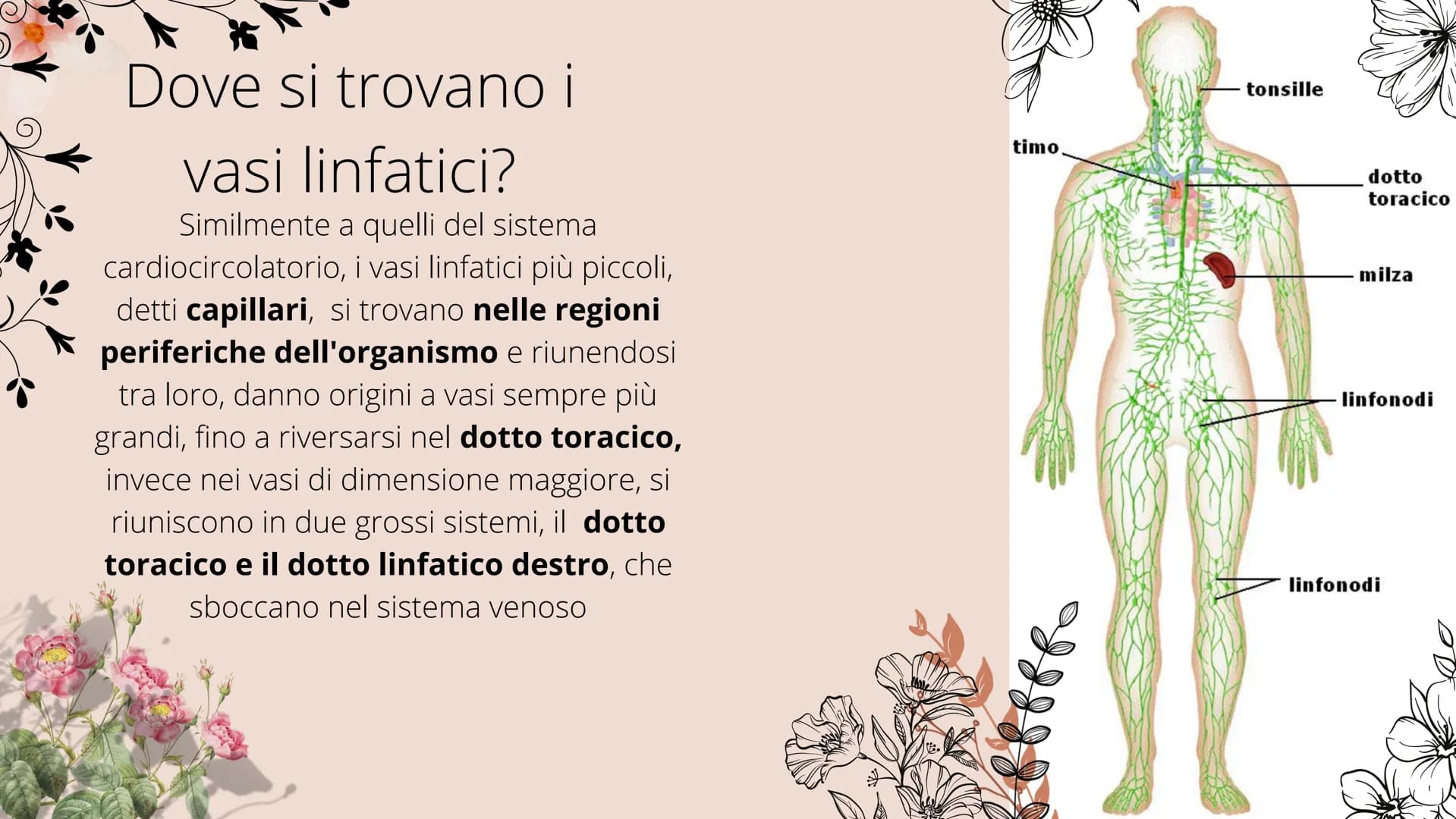 # Sistema linfatico

- tonsille
- timo
- dotto toracico
- milza
- linfonodi
- linfonodi # Che cos'è il sistema
linfatico?

|| sistema linfoi