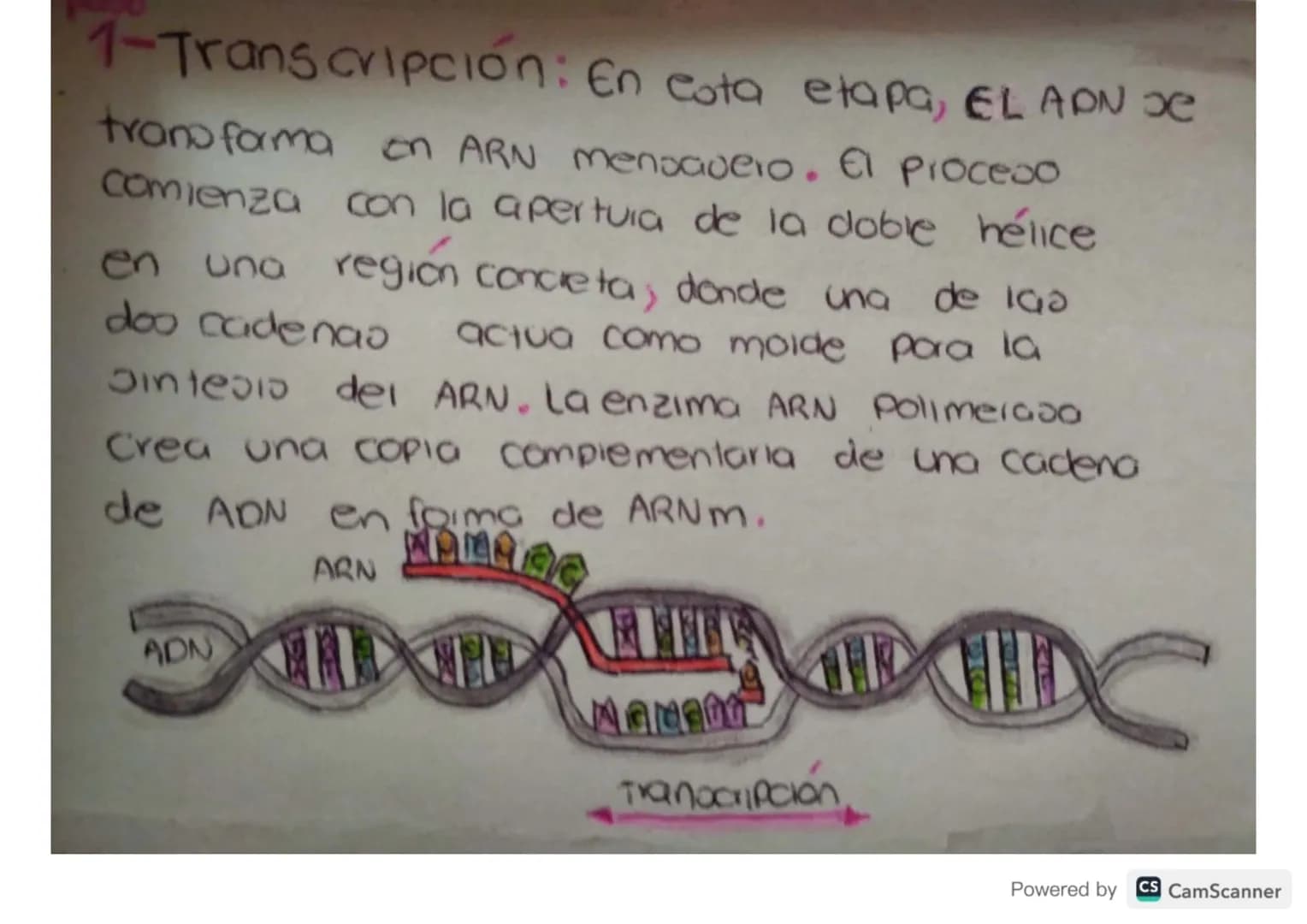 # Síntesis de

# Proteínas # ¿Qué es?

La sintesis de proteinas o traducción del ARN
es el poceoo anabolico mediante el cual se
forman las p