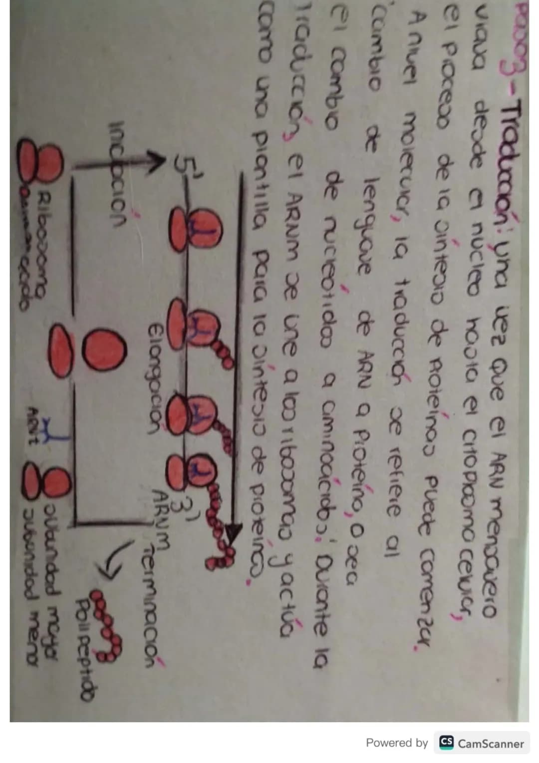 # Síntesis de

# Proteínas # ¿Qué es?

La sintesis de proteinas o traducción del ARN
es el poceoo anabolico mediante el cual se
forman las p
