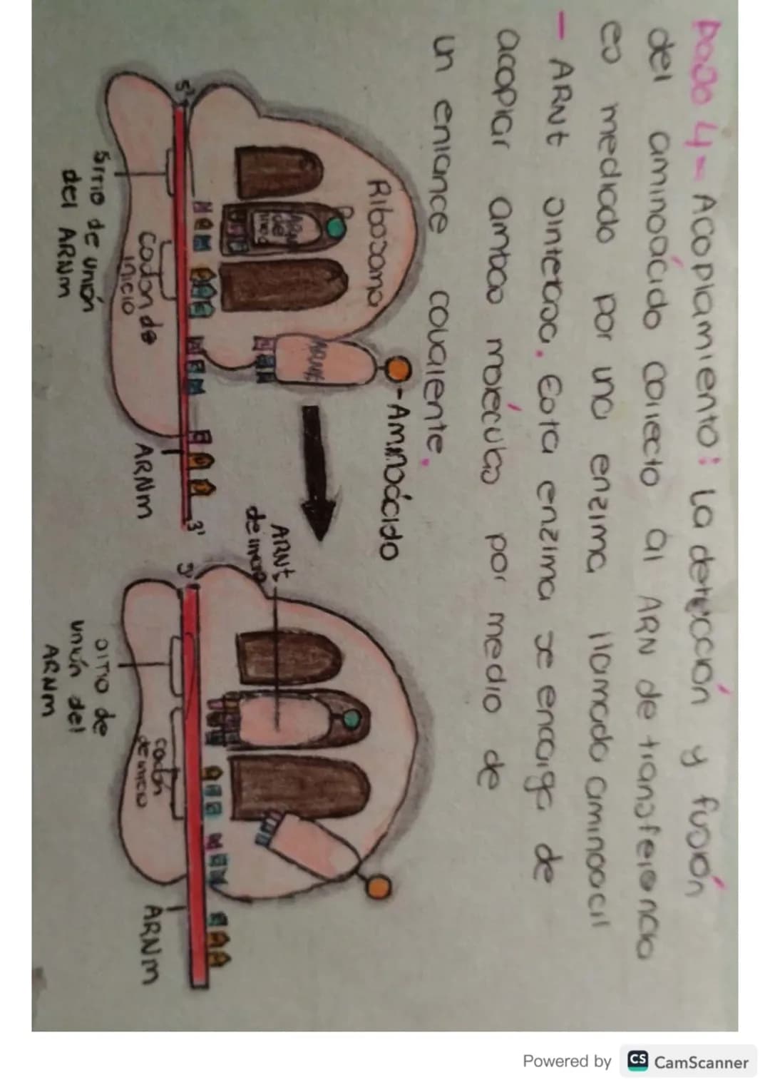 # Síntesis de

# Proteínas # ¿Qué es?

La sintesis de proteinas o traducción del ARN
es el poceoo anabolico mediante el cual se
forman las p