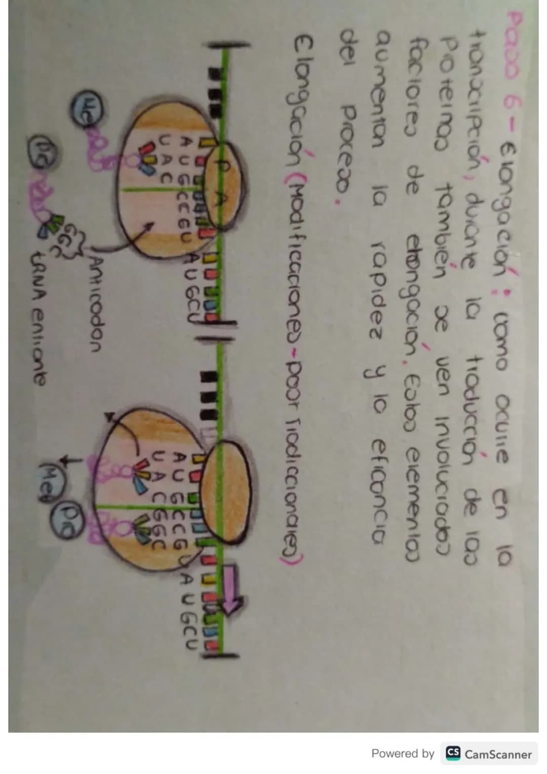# Síntesis de

# Proteínas # ¿Qué es?

La sintesis de proteinas o traducción del ARN
es el poceoo anabolico mediante el cual se
forman las p